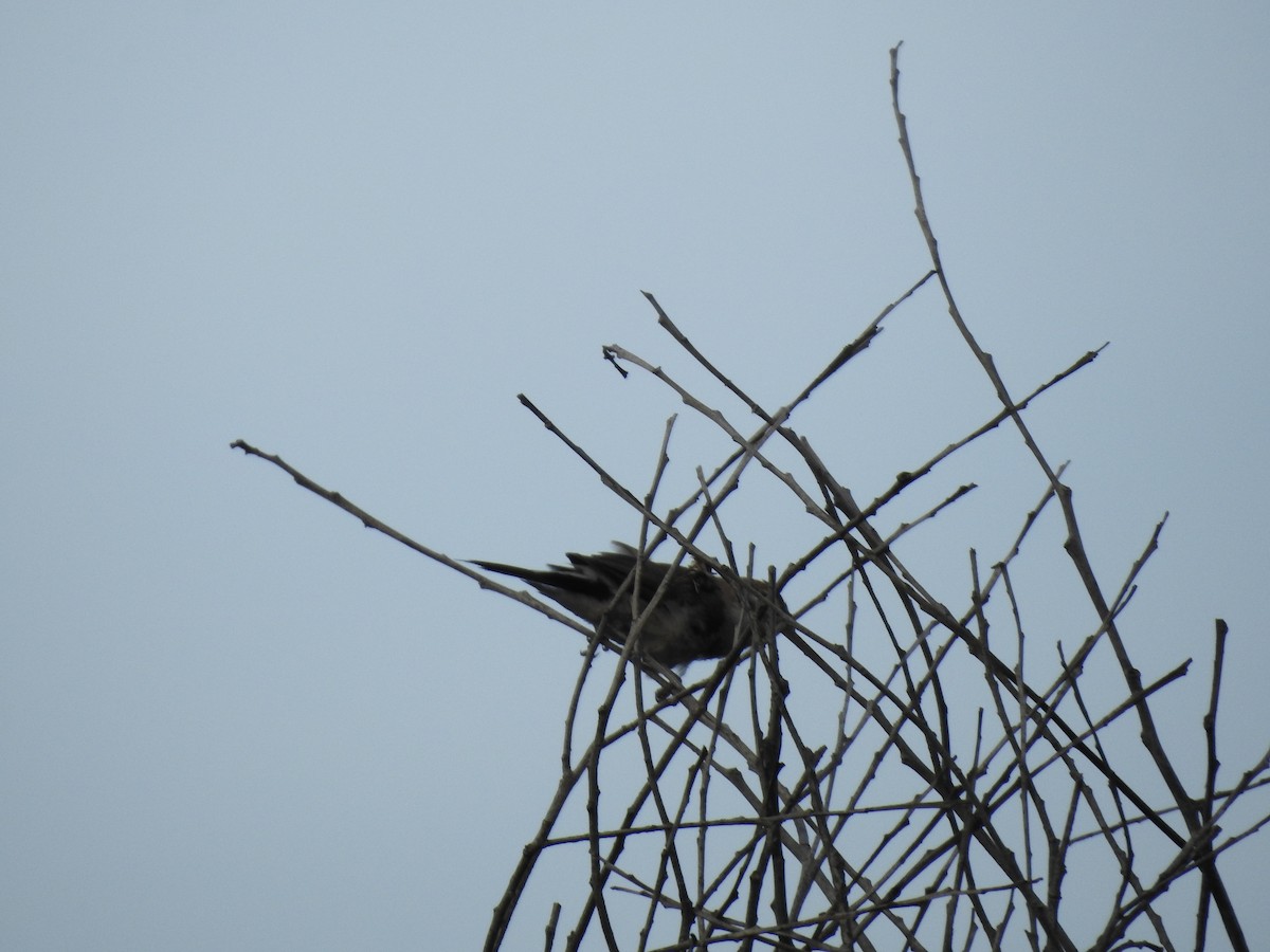 Indian Silverbill - ML645698964