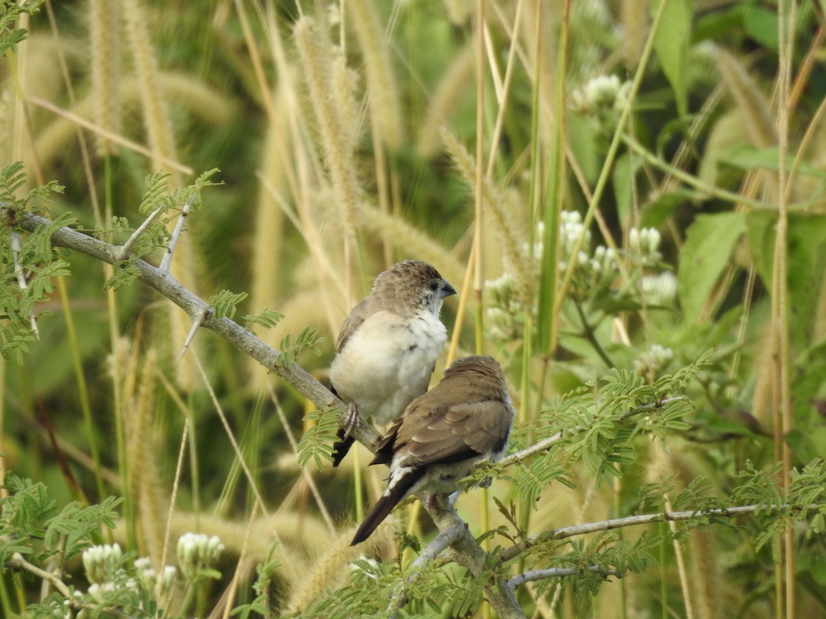 Indian Silverbill - ML645698965