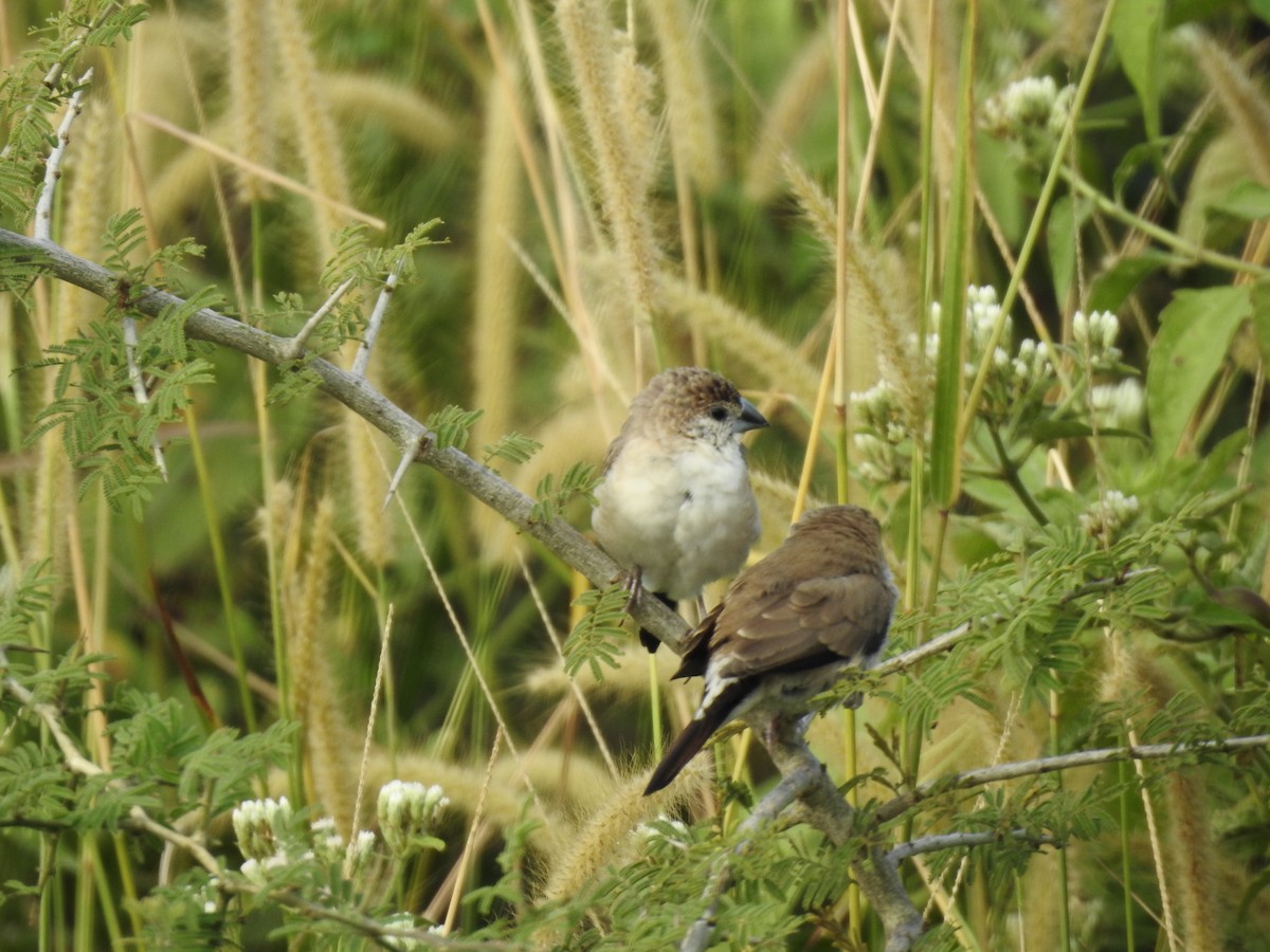 Indian Silverbill - ML645698966