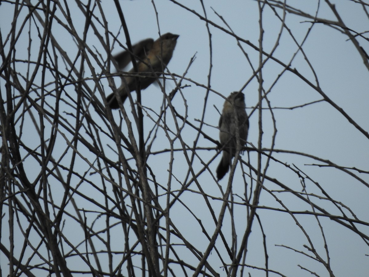 Indian Silverbill - ML645698967