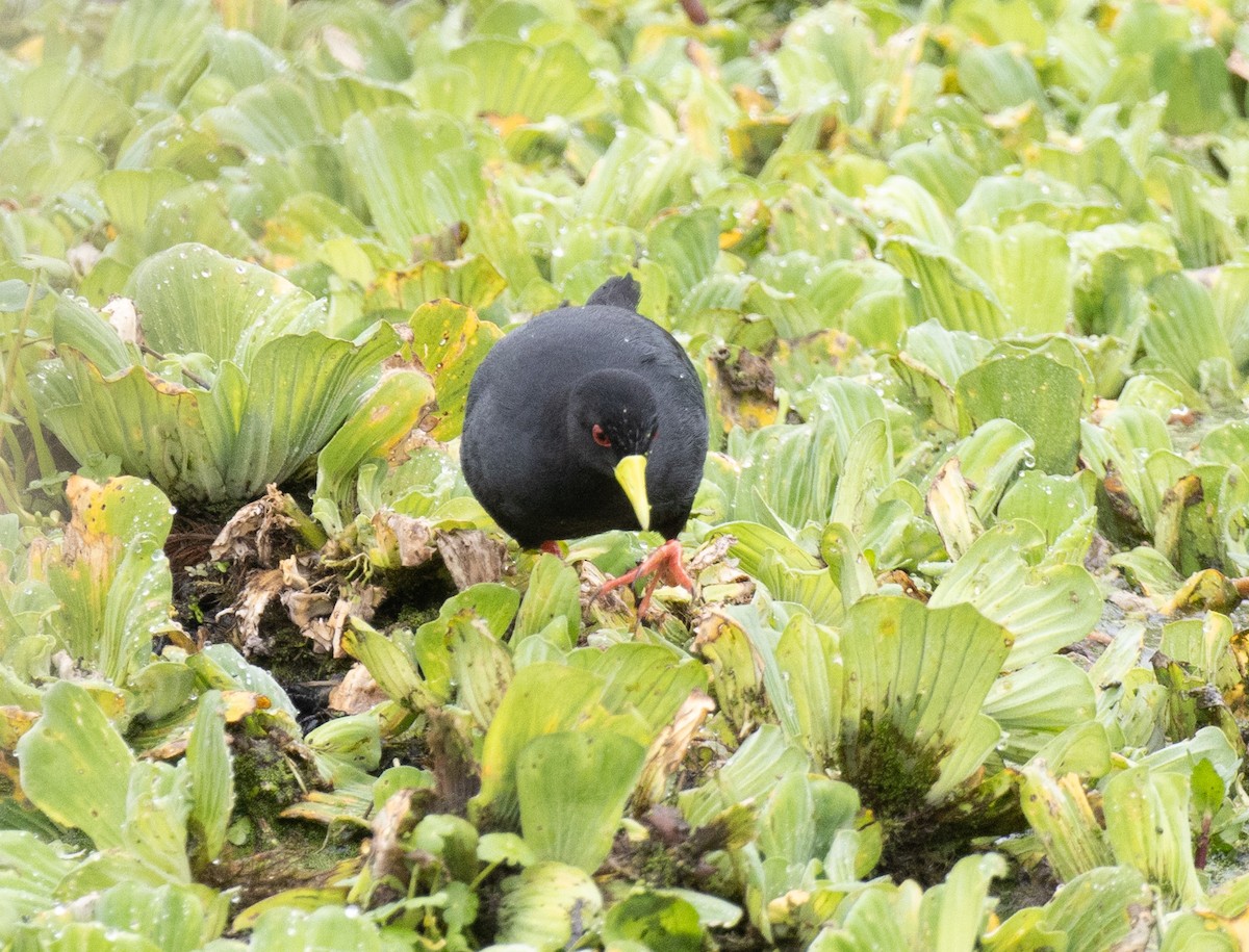 Black Crake - ML645698973
