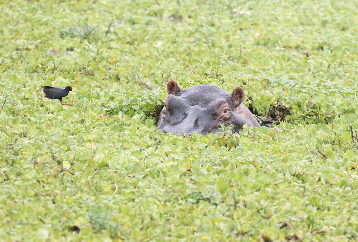 Black Crake - ML645698975