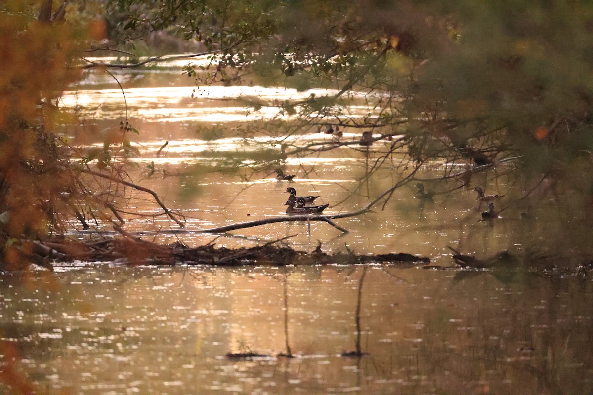 Anatra sposa - ML645698982