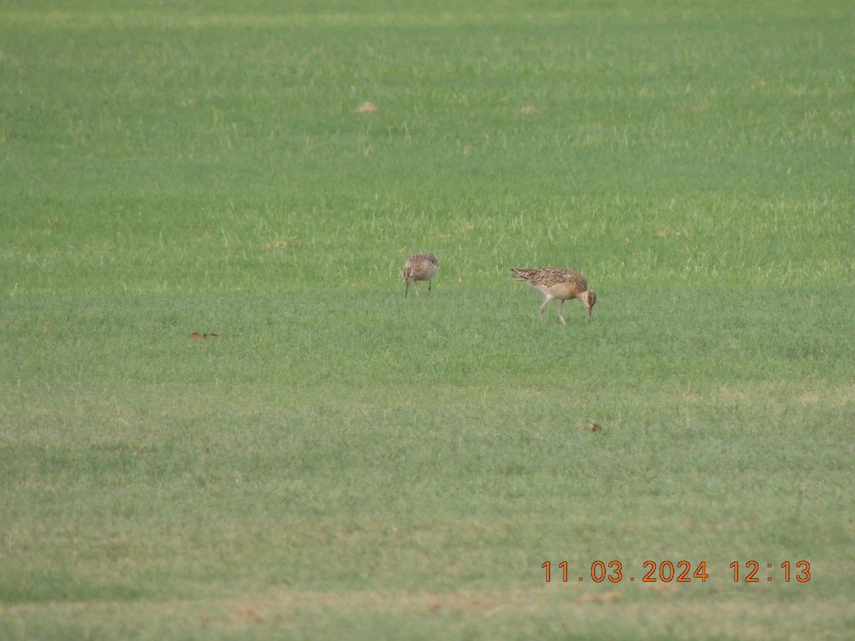 Little Curlew - ML645698985
