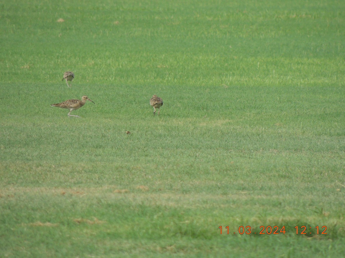Little Curlew - ML645698986
