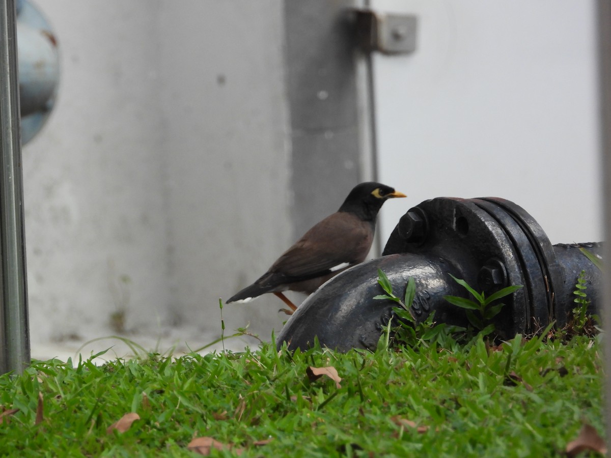 Common Myna - ML645698992