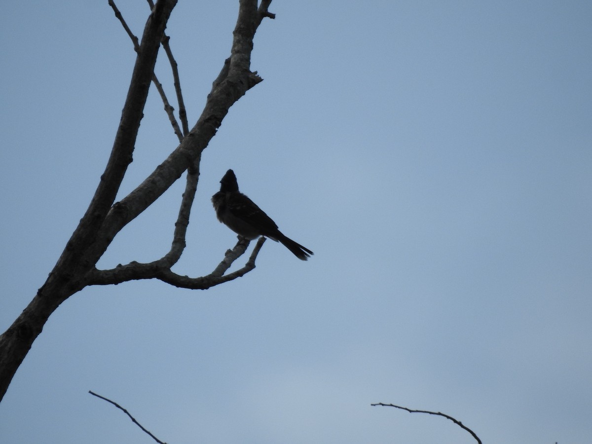 Red-vented Bulbul - ML645698995