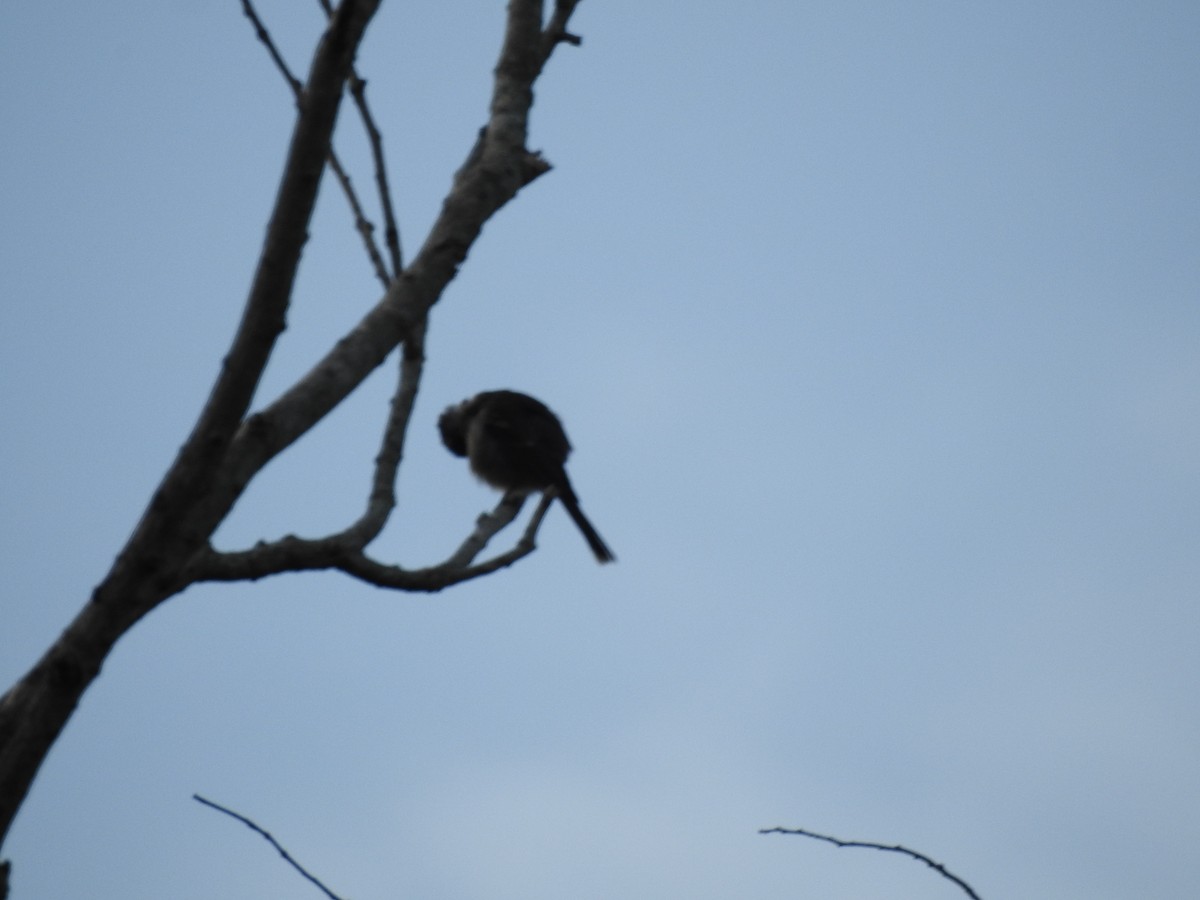 Red-vented Bulbul - ML645698996