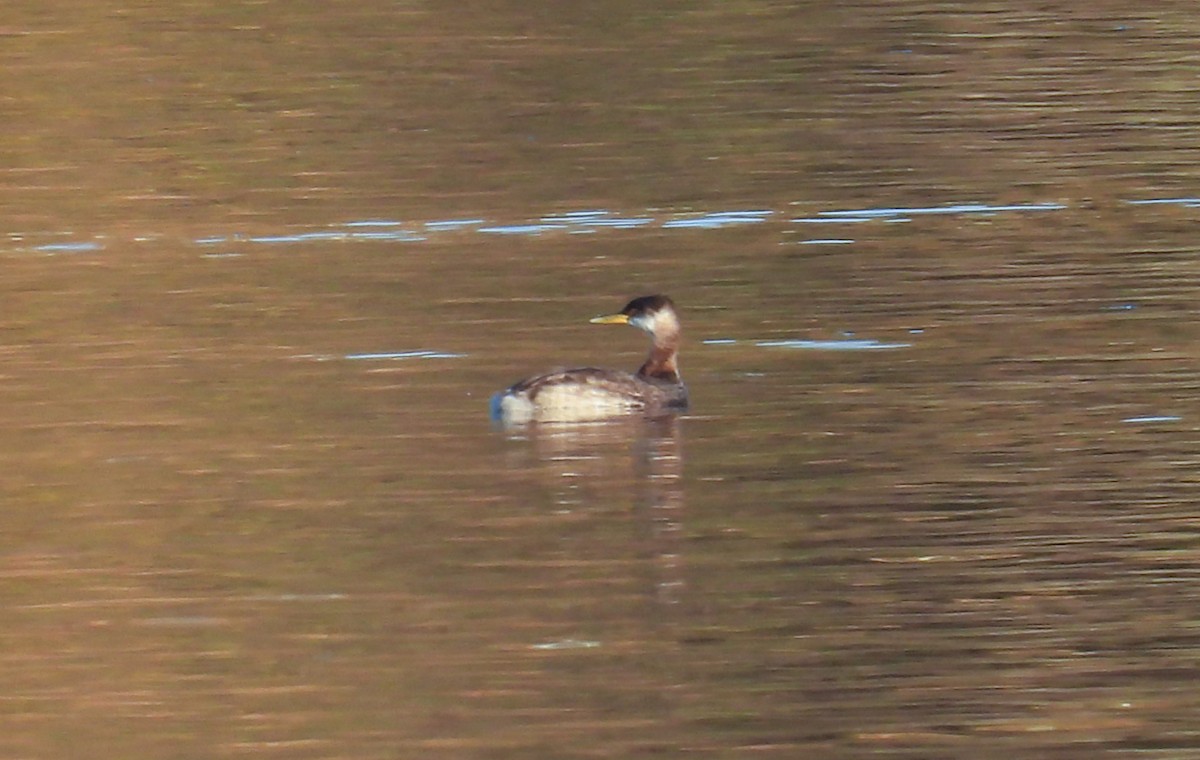 Буурал шунгуур - ML645698997