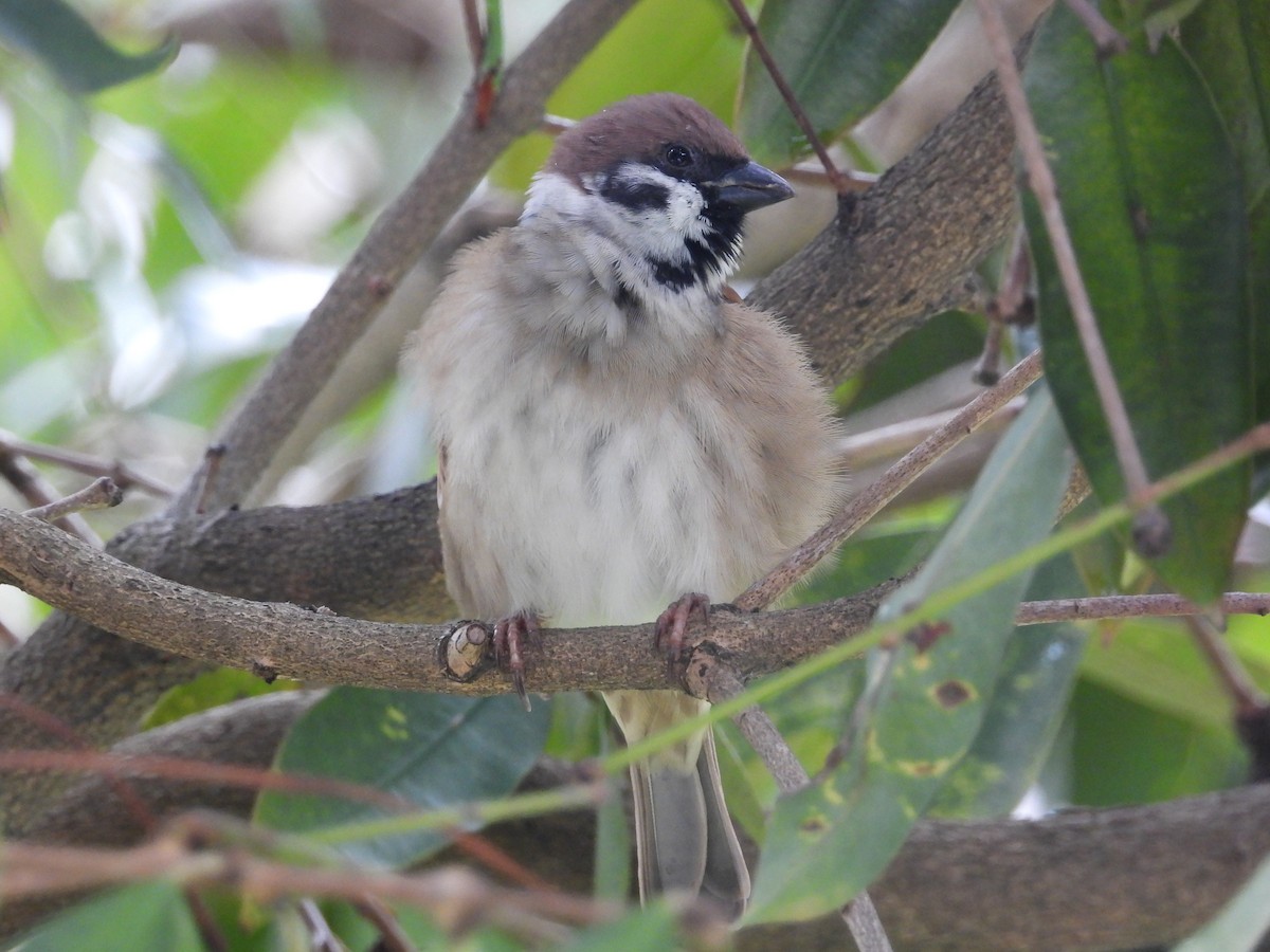 Eurasian Tree Sparrow - ML645698998