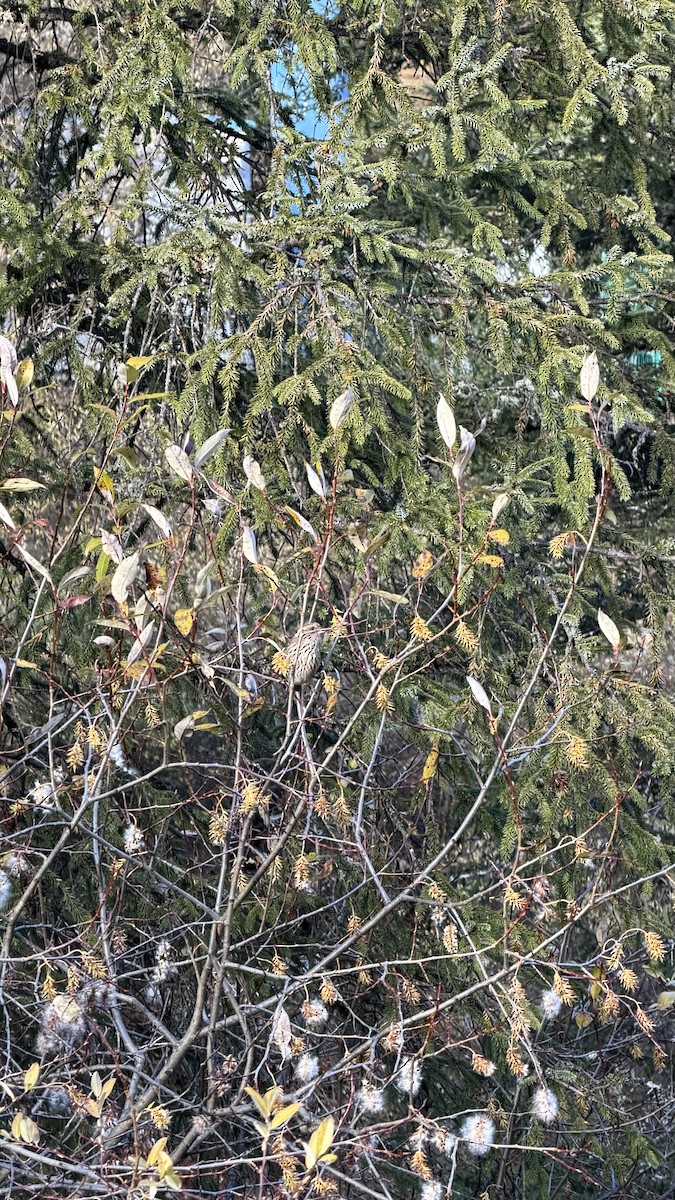 Çin Çütresi - ML645699000