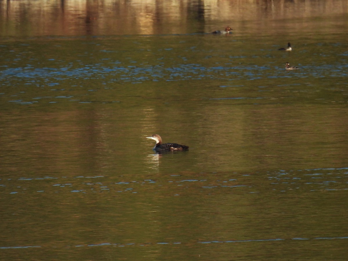Common Loon - ML645699001