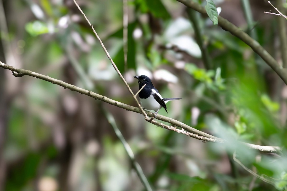 Çinhindi Alaca Bülbülü - ML645699004