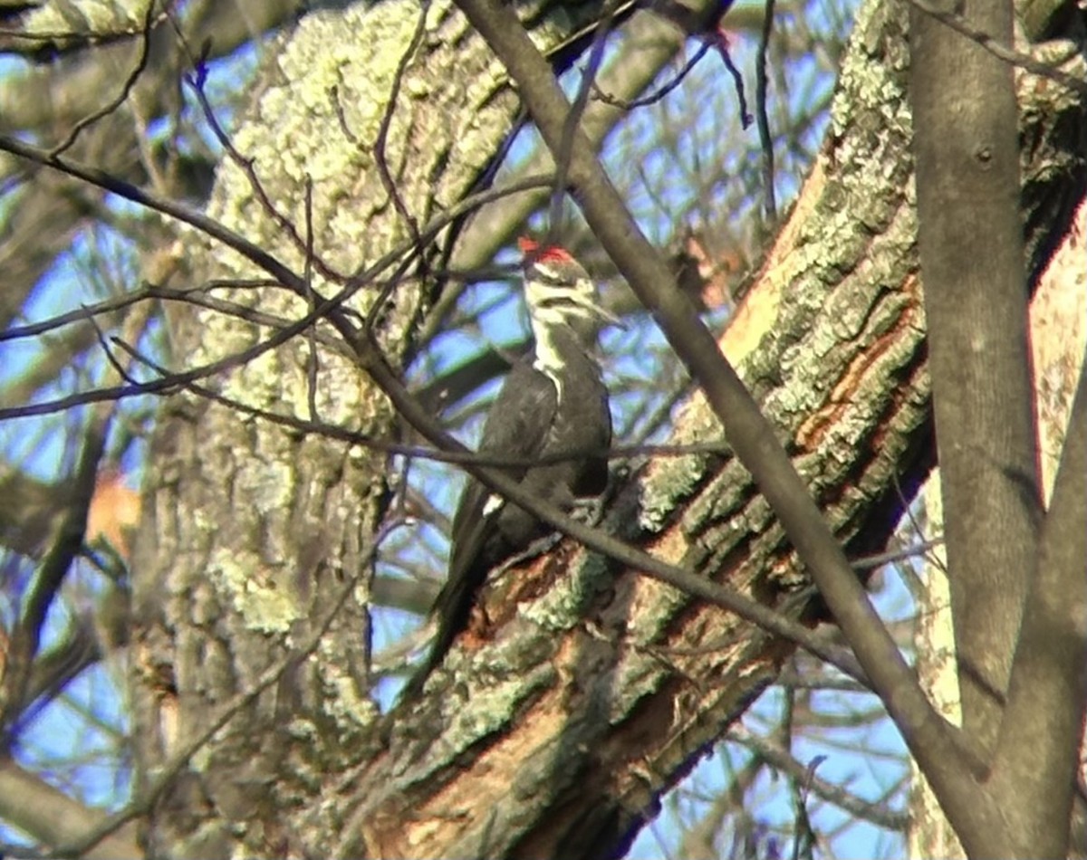 Kuzey Amerika Kara Ağaçkakanı - ML645699006