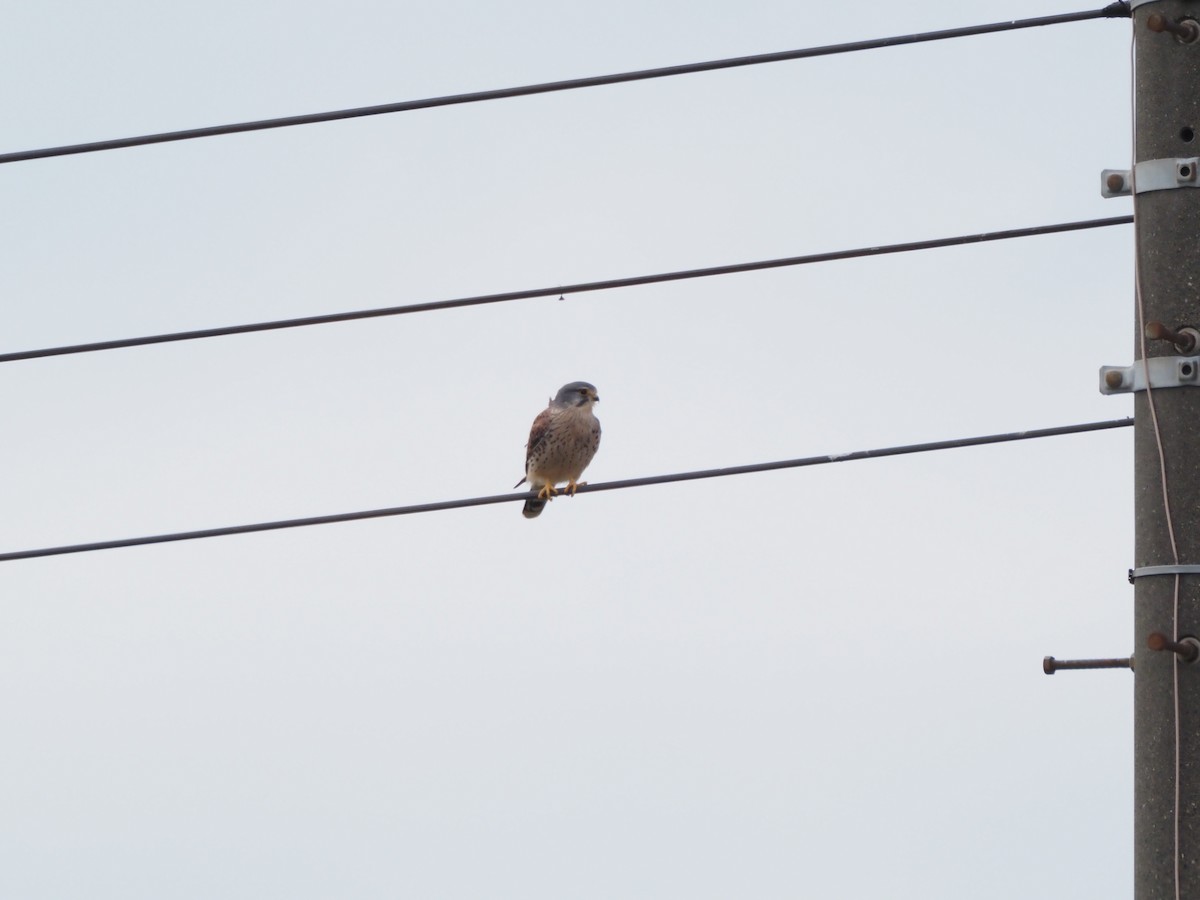 Kerkenez - ML645699008