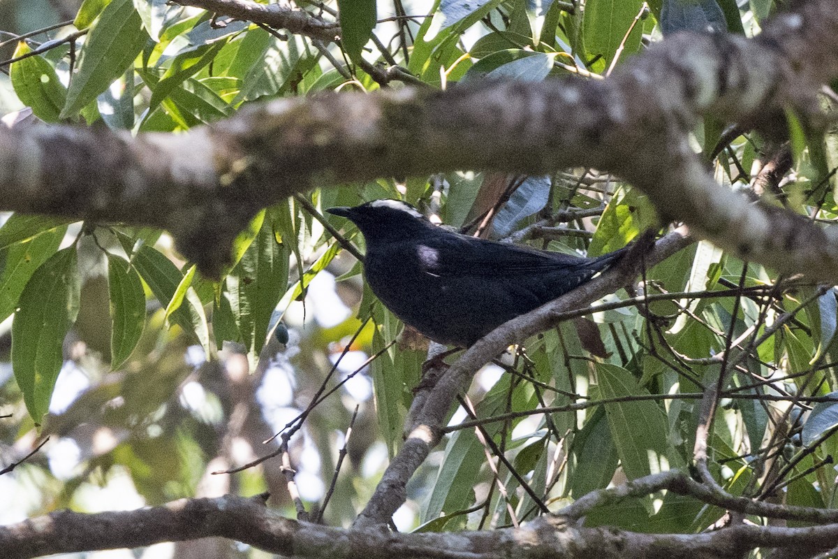 Sibirya Ardıcı - ML645699010