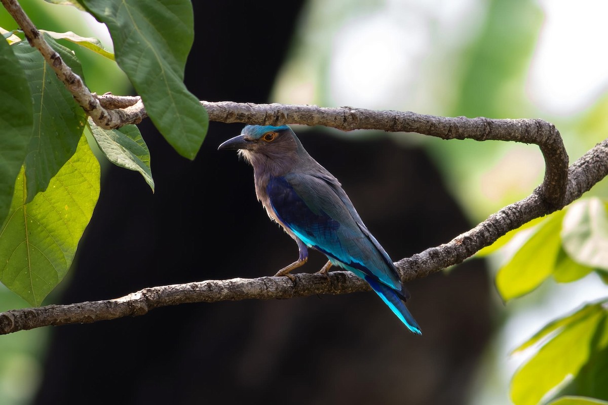 Çinhindi Gökkuzgunu - ML645699012