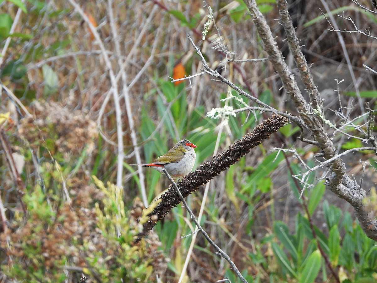 Al Kaşlı Belikınalı - ML645699013