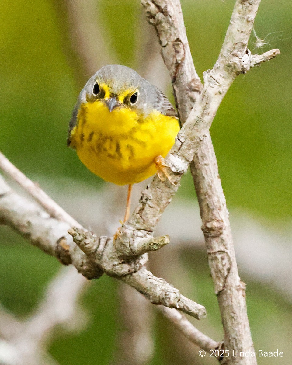 Kanada Ötleğeni - ML645699014