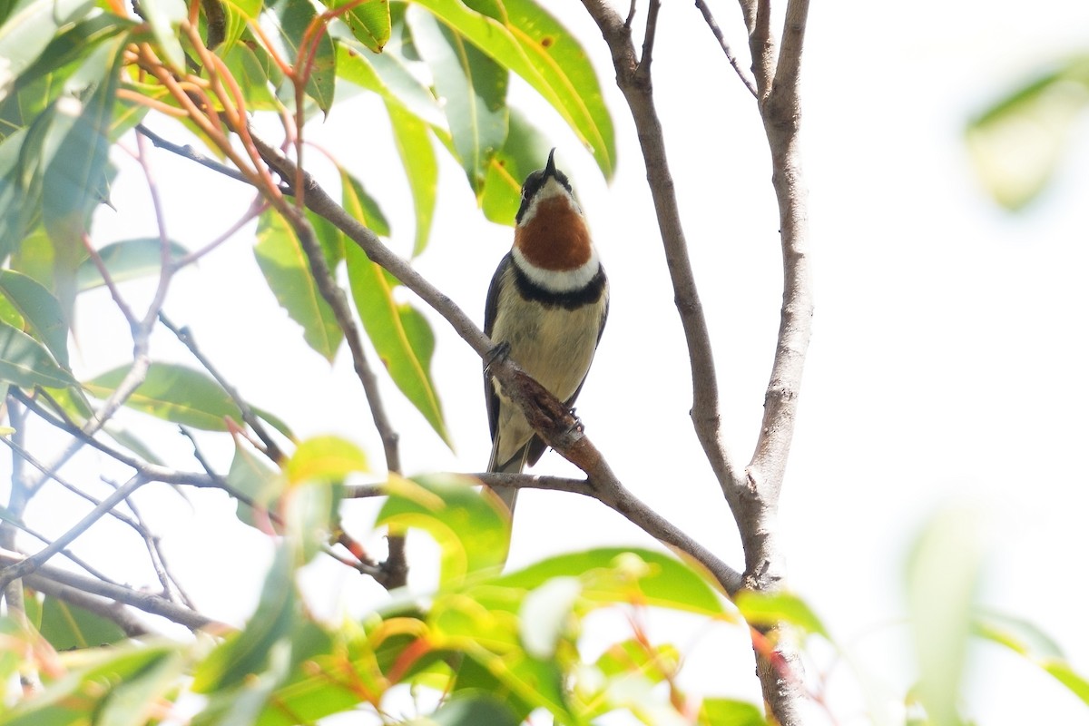 Hercai Kılgaga - ML645699015