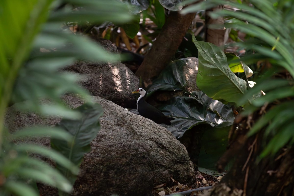 Ak Göğüslü Suyelvesi - ML645699016