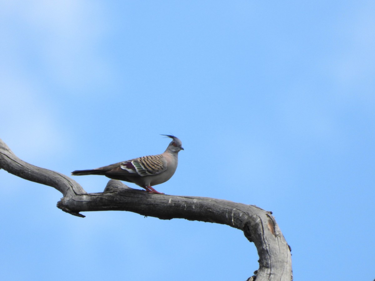 Tepeli Bronz Kumru - ML645699018