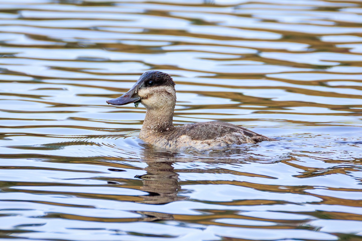 Amerika Dikkuyruğu - ML645699019