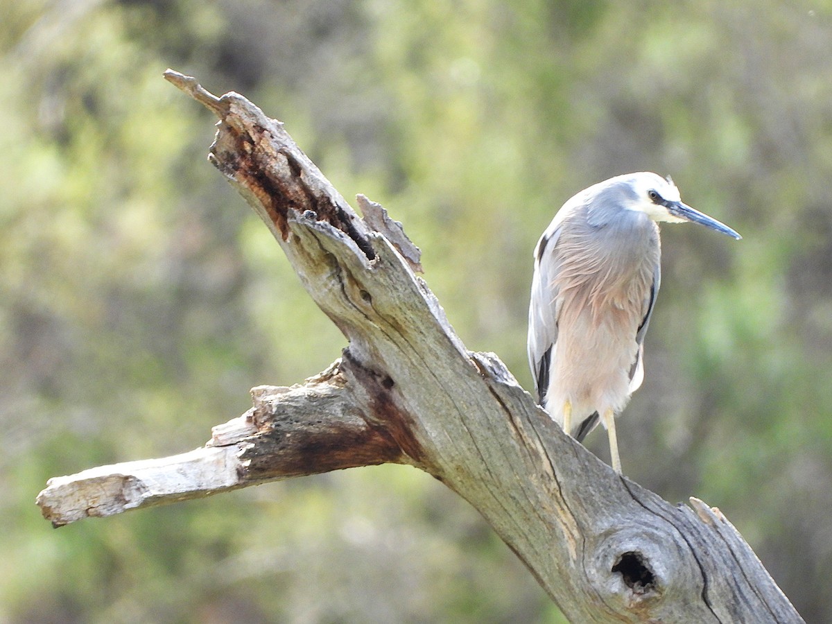 Ak Yüzlü Balıkçıl - ML645699020