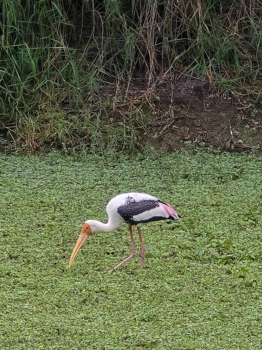 Alaca Leylek - ML645699021