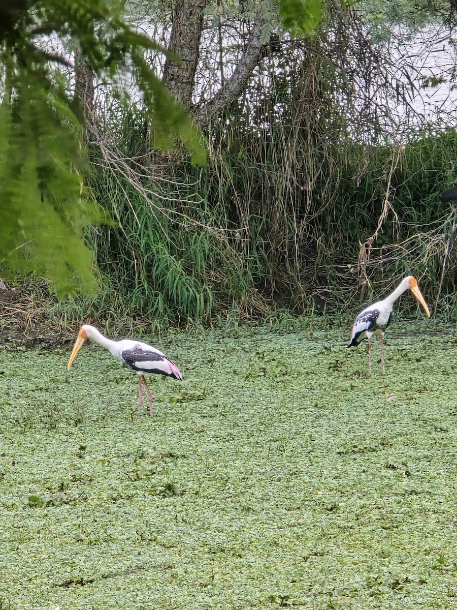 Alaca Leylek - ML645699022