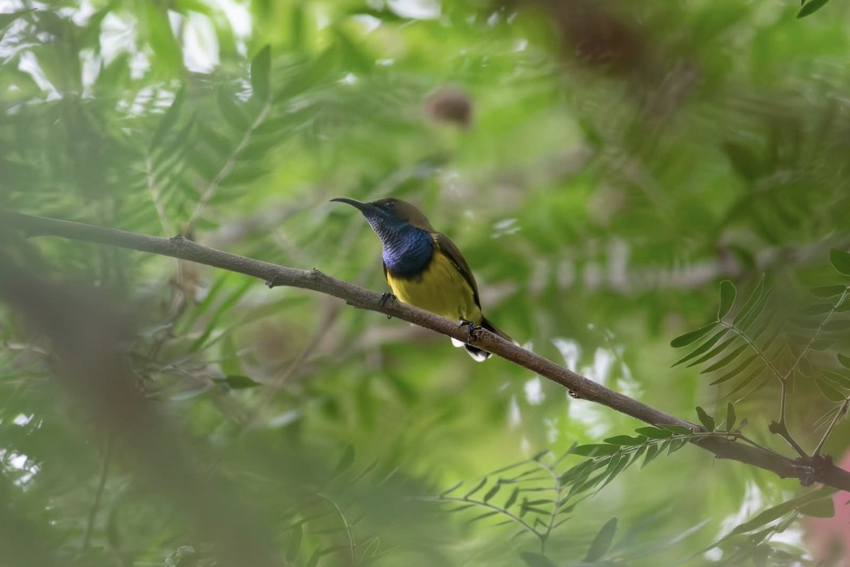 Zeytuni Sırtlı Nektarkuşu - ML645699023