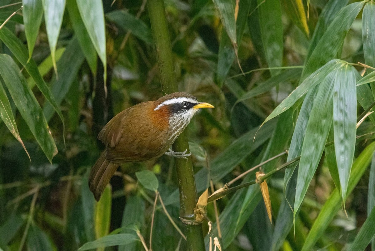 Kızıl Kuyruklu Kıvrıkgaga - ML645699027