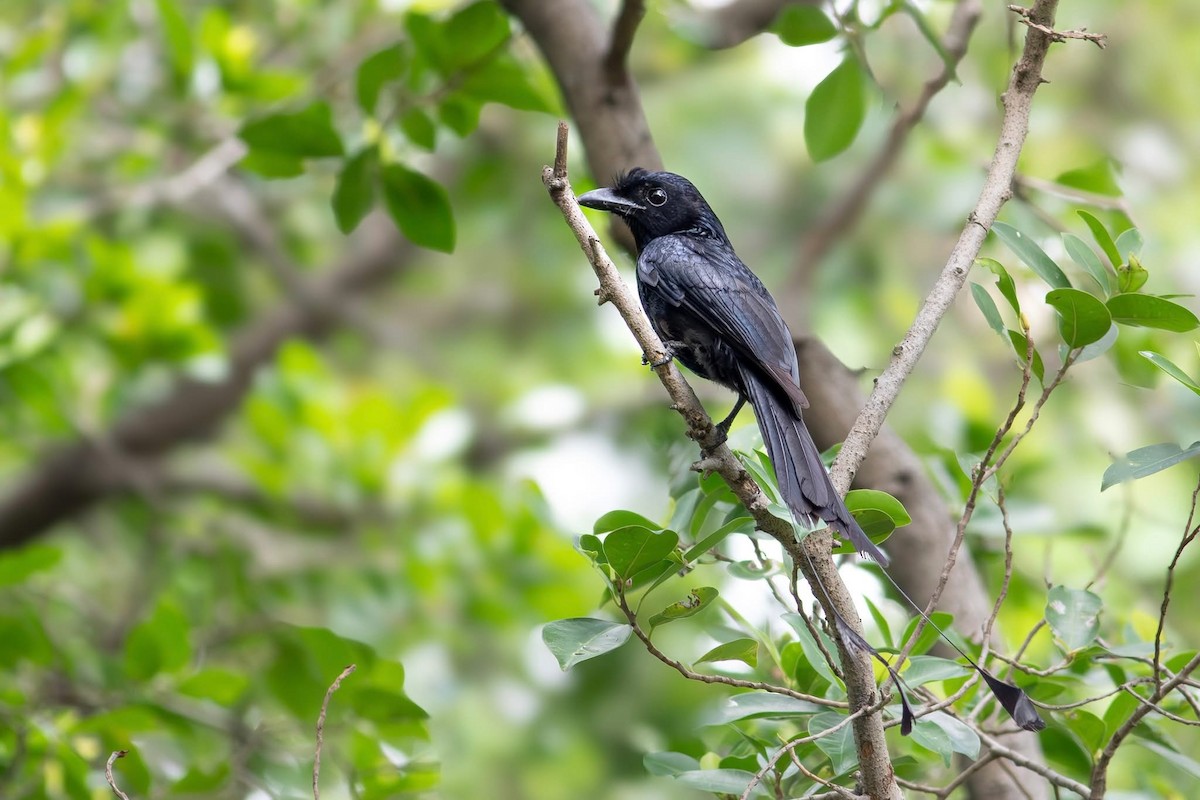 Büyük Raket Kuyruklu Drongo - ML645699032