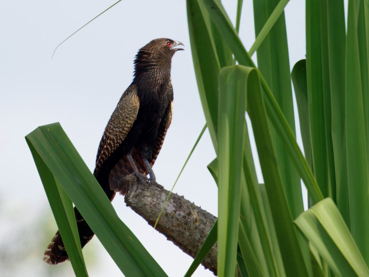 Sülün Kukalı - ML645699033