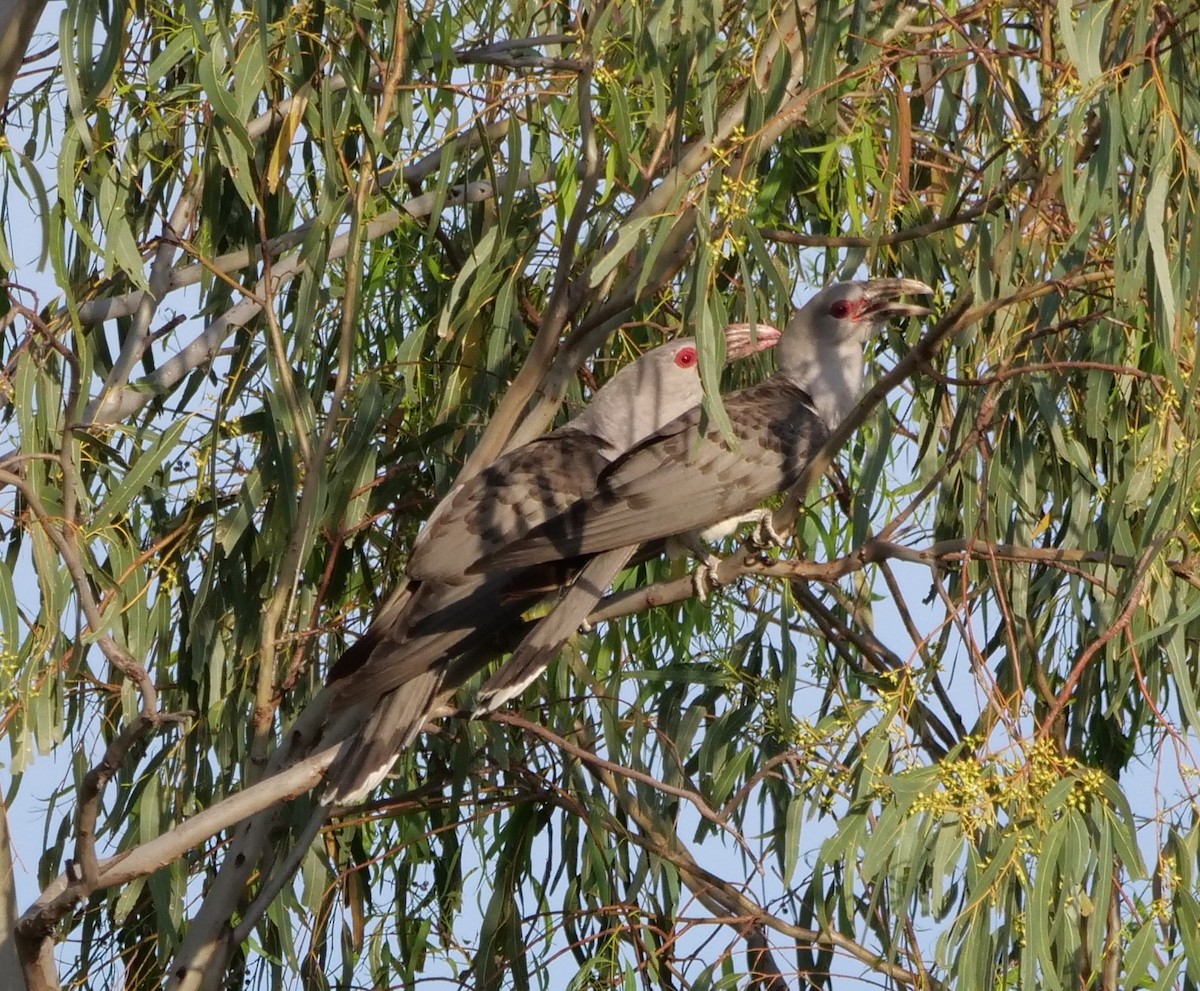 Tukan Guguğu - ML645699036