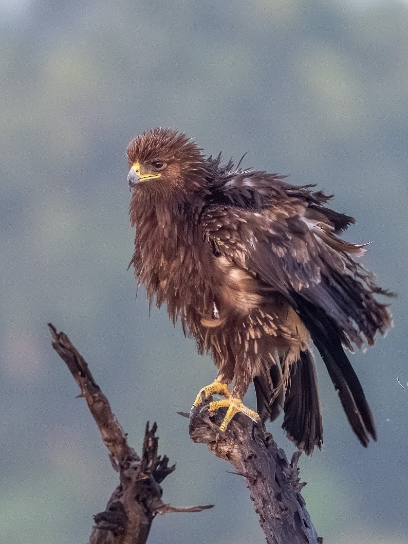 Bozkır Kartalı - ML645699037