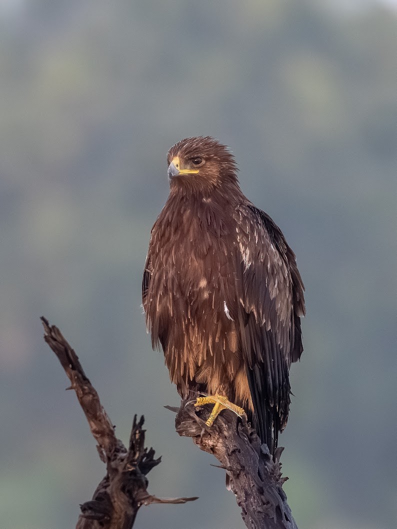 Bozkır Kartalı - ML645699038