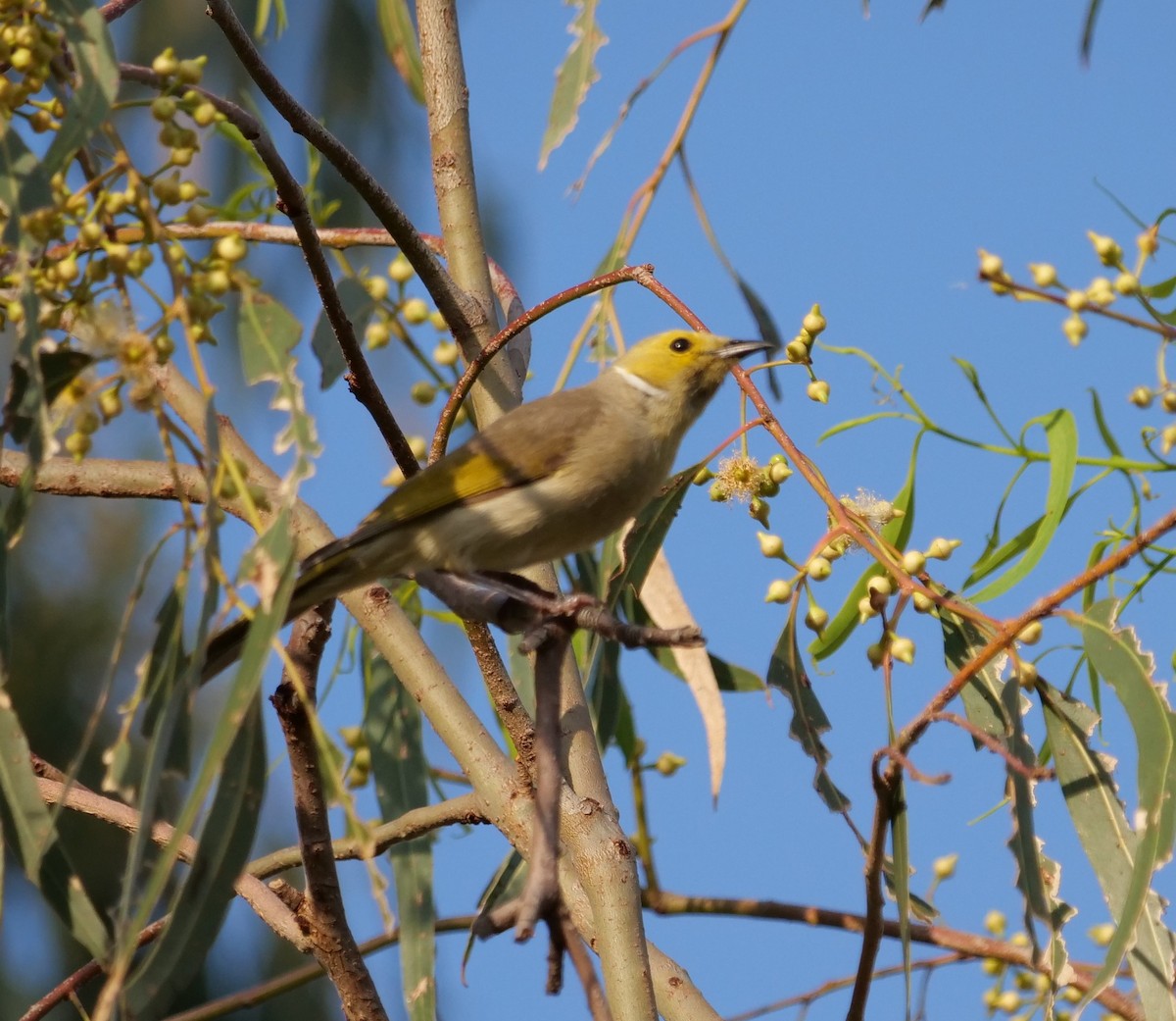 Ak Yakalı Balkuşu - ML645699039