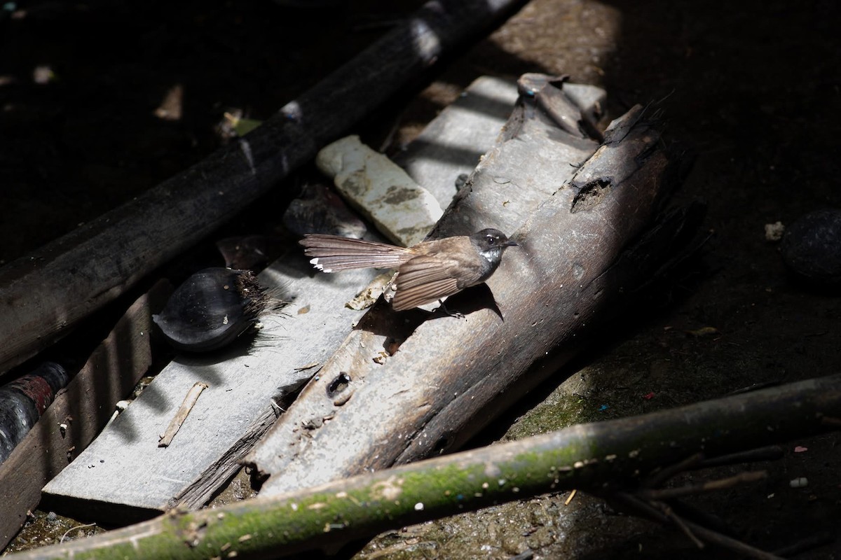 Büyük Boz Katmerkuyruk - ML645699040