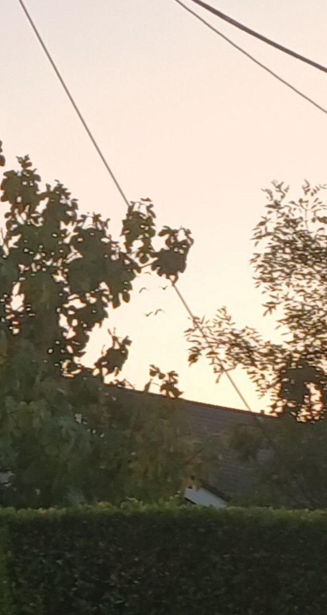 Yeşil Yanaklı Amazon - ML645699041