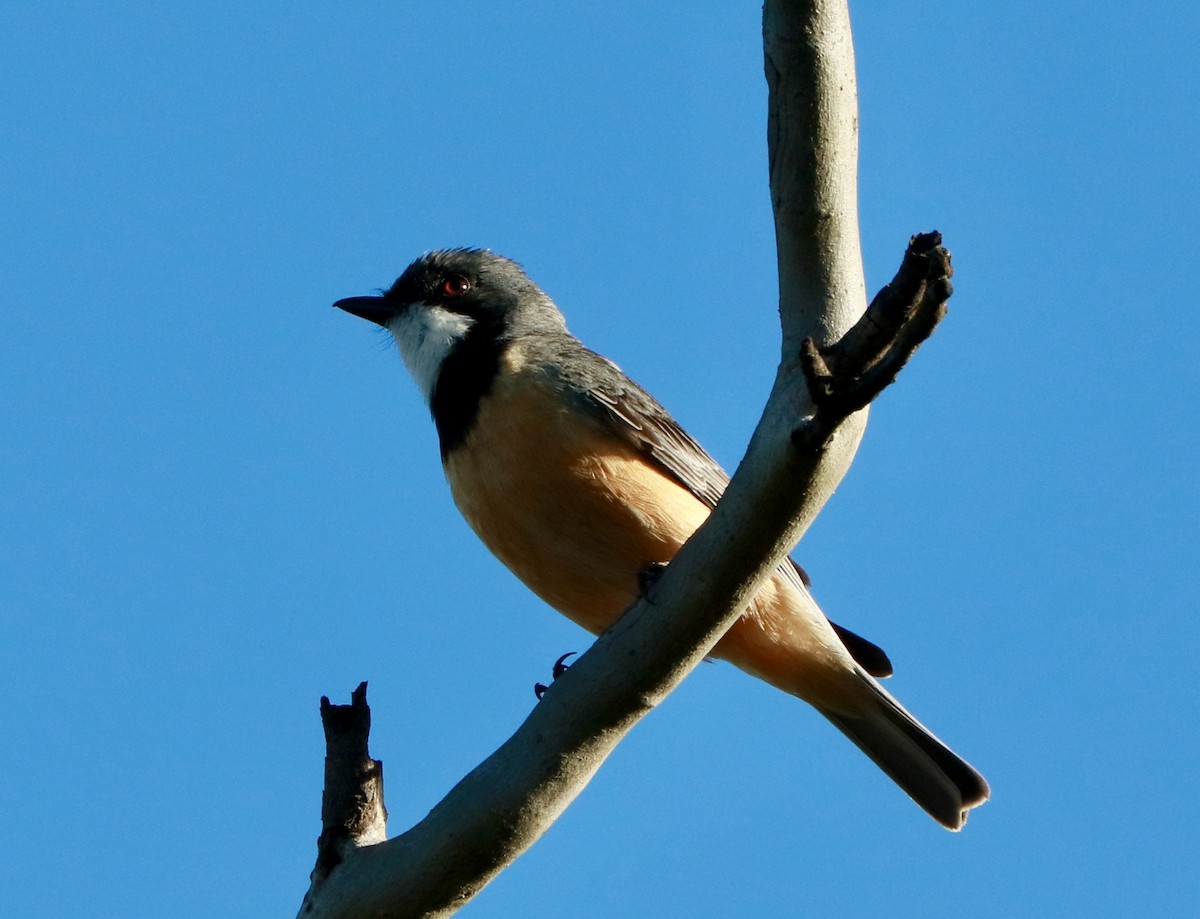 Schlichtmantel-Dickkopf - ML645699042