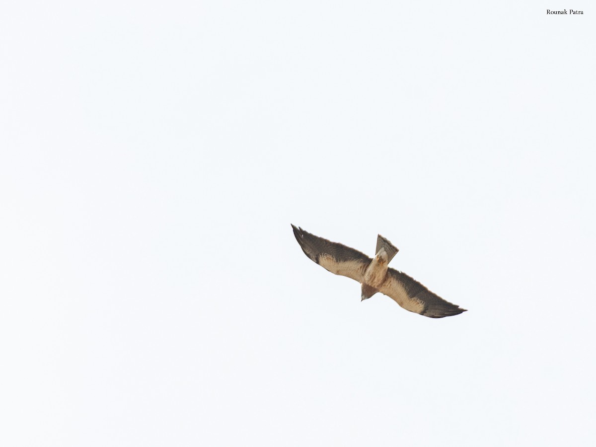 Swainson's Hawk - ML645699052