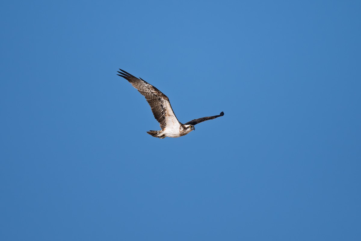 Osprey - ML645699063