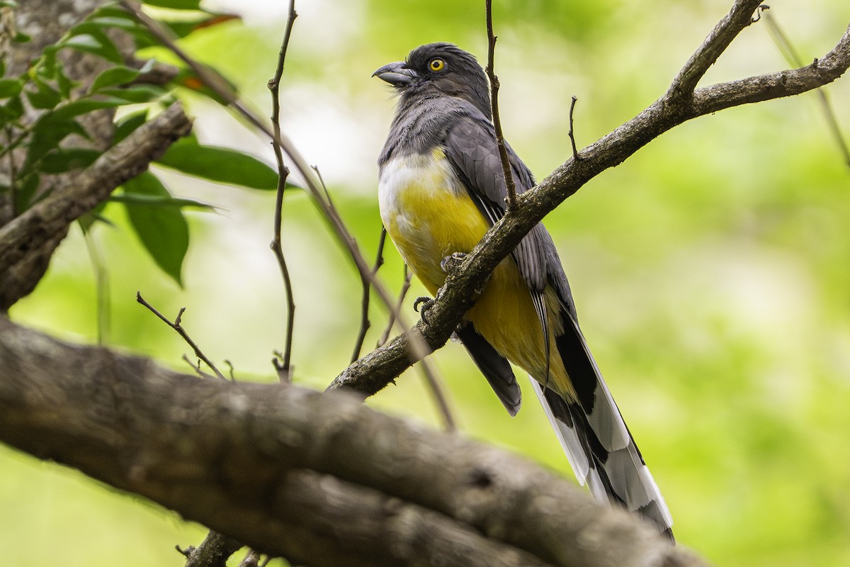 Citreoline Trogon - ML645699095