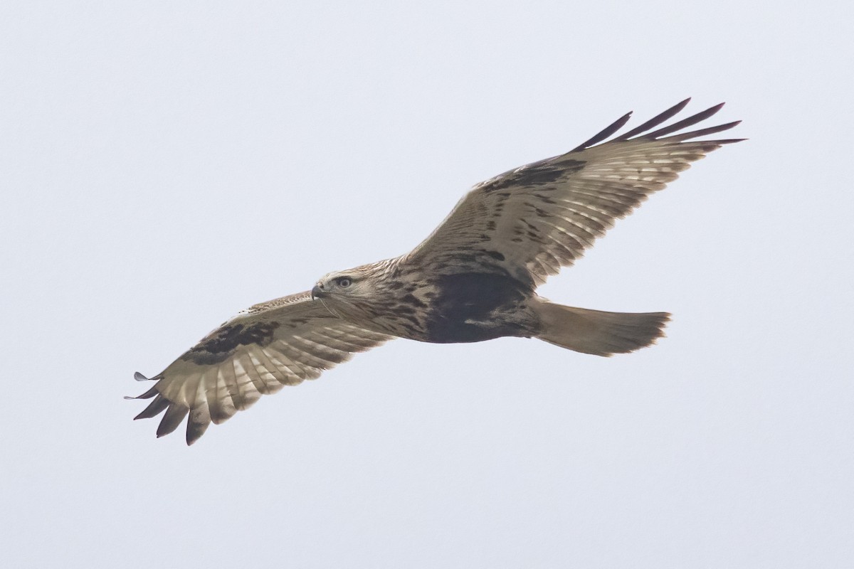 Rough-legged Hawk - ML645699101