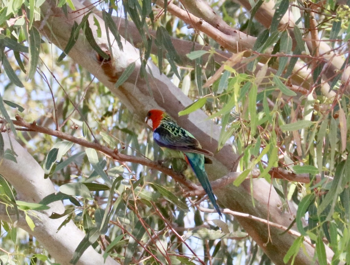 Rosellasittich - ML645699102