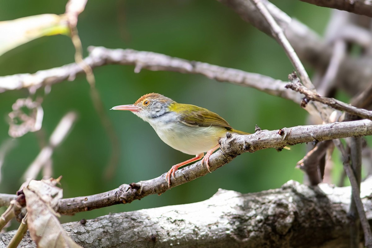 langstjertskredderfugl - ML645699117