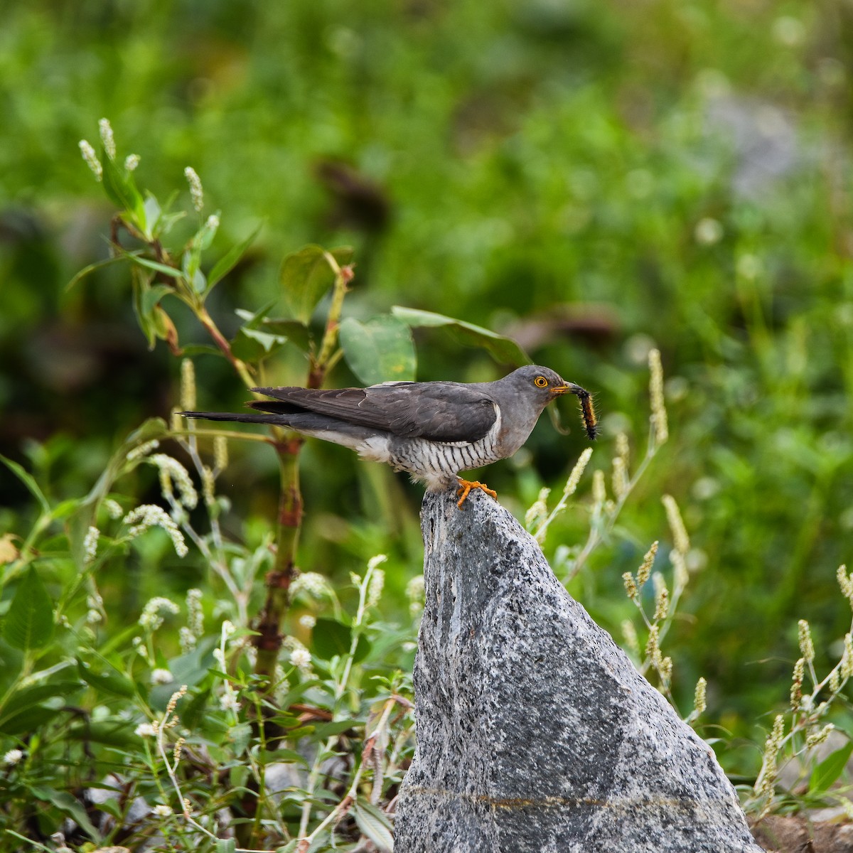 Cuculo - ML645699149