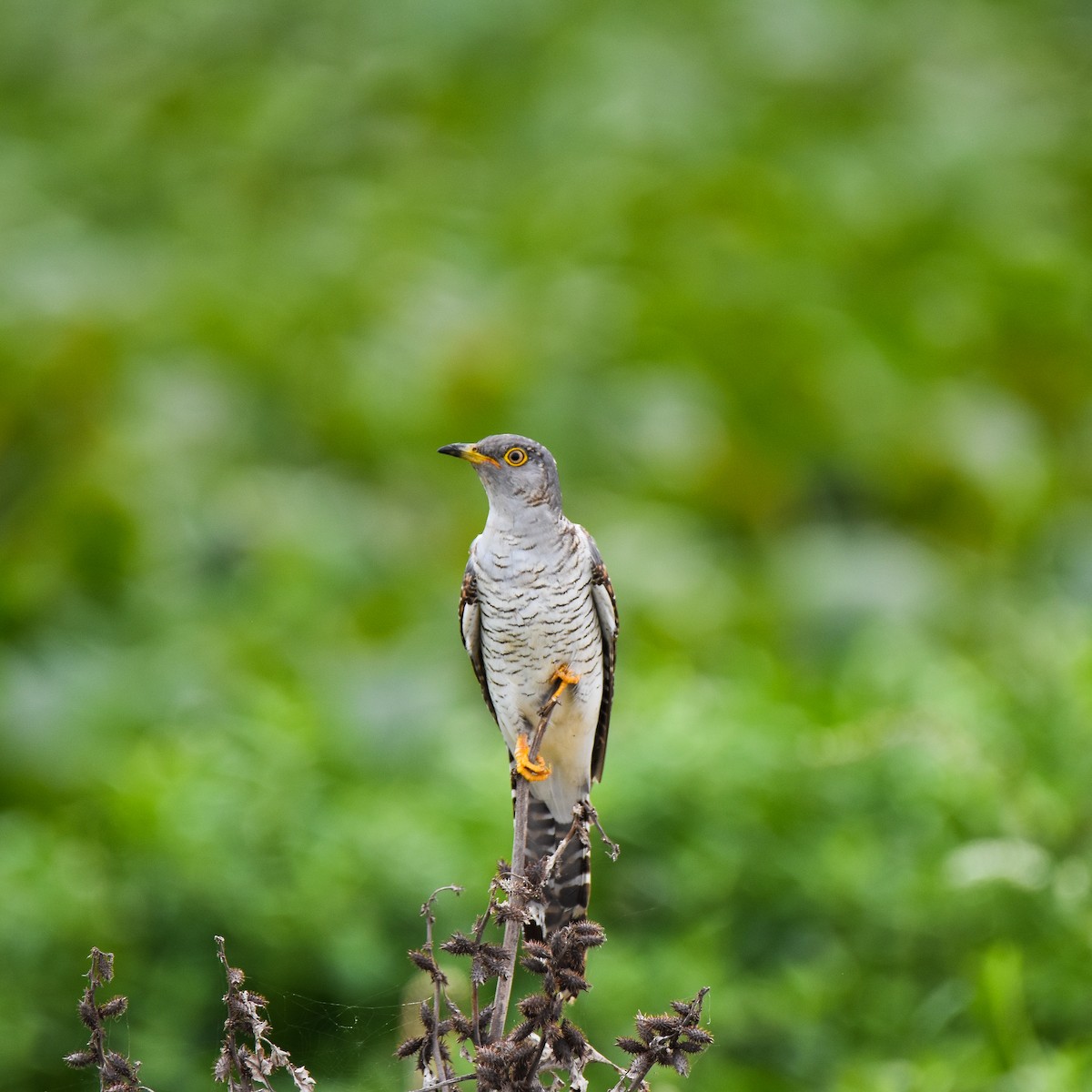 Cuculo - ML645699150