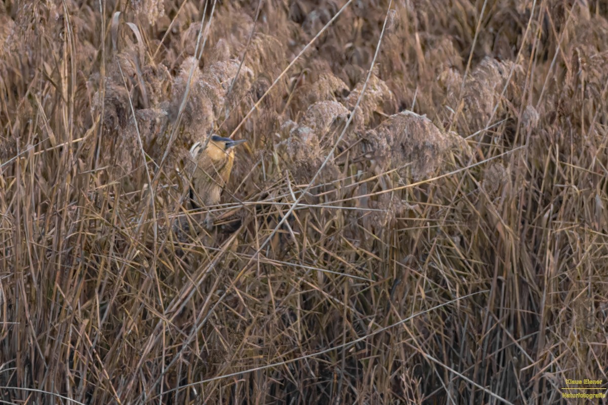 大麻鷺 - ML645699155